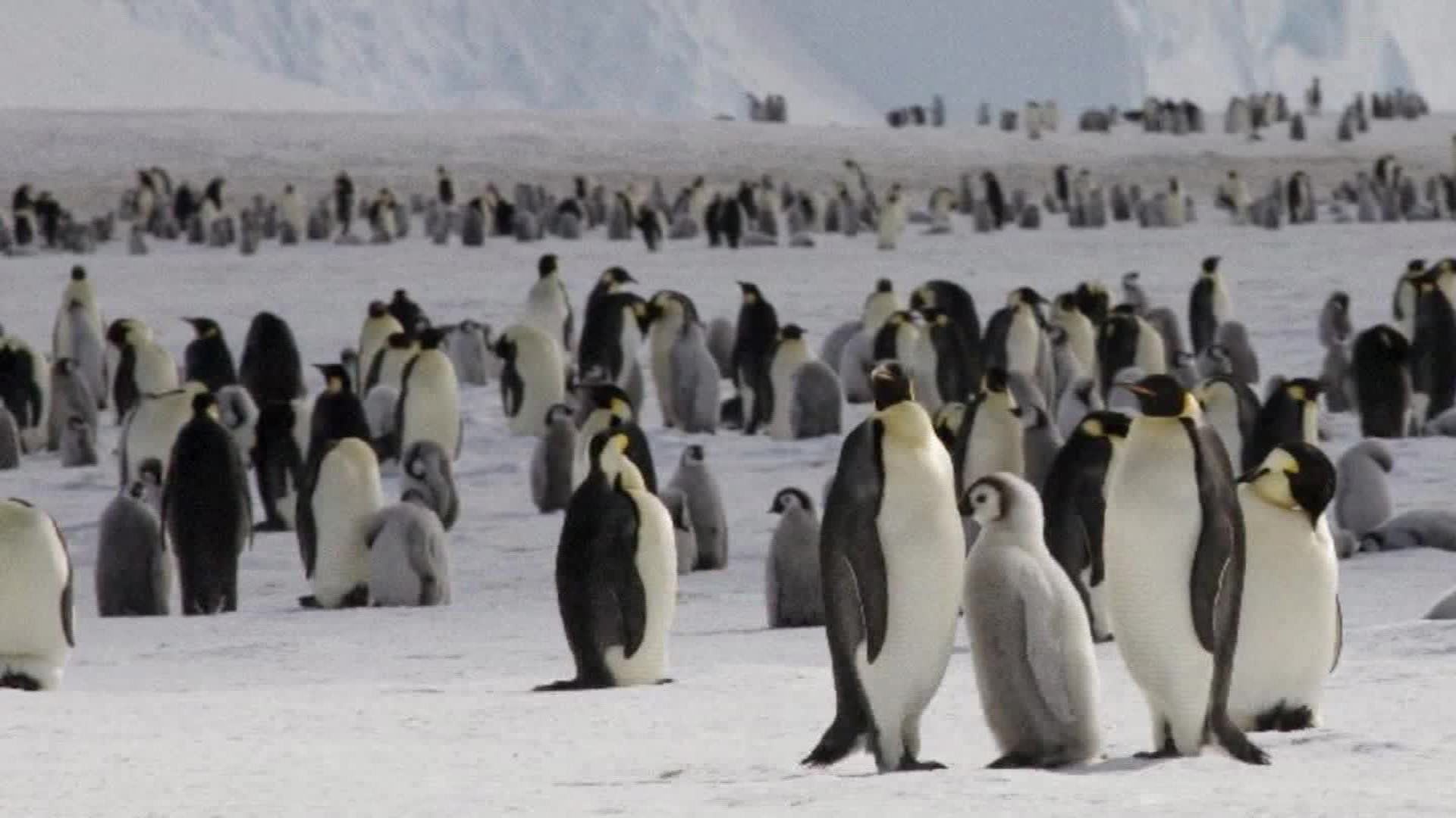 Emperor penguins